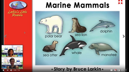 Marine Mammals video image